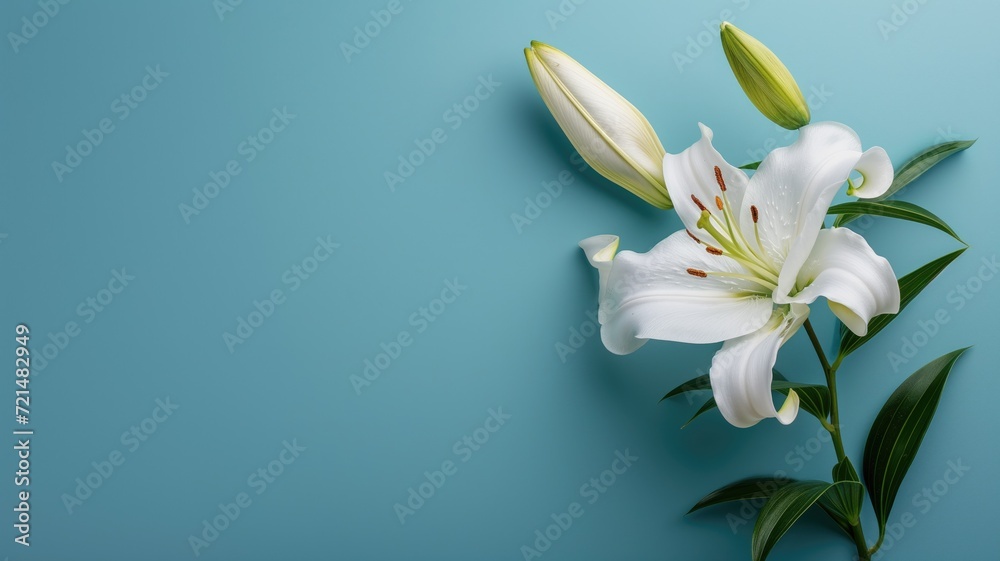 A single white lily with detailed stamen against a pastel blue background