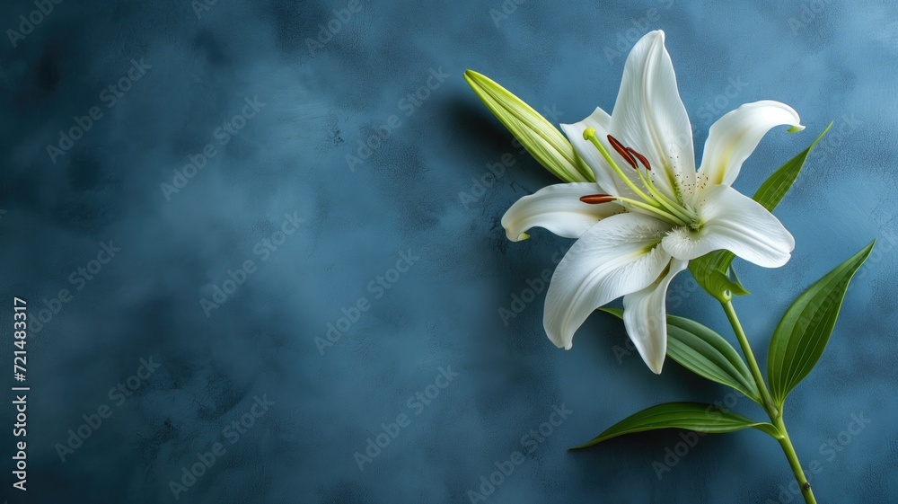 A single pristine white lily against a moody blue backdrop A single pristine white lily against a moody blue backdrop