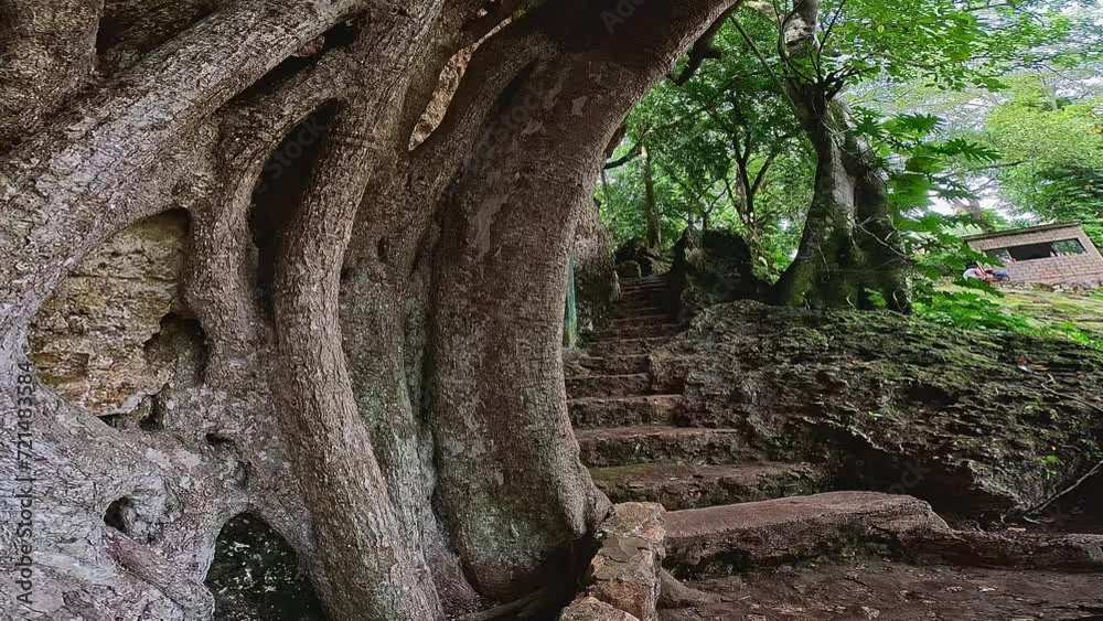 Cenote semi cubierto en la ciudad de valladolid en la selva del caribe mexicano