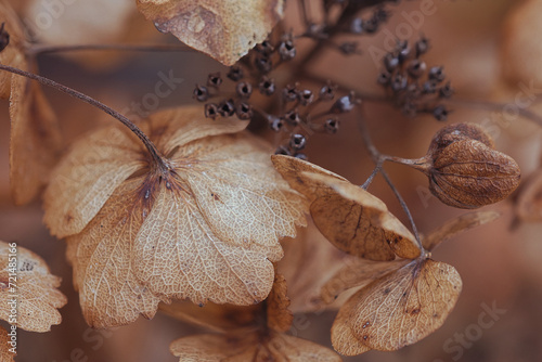 Blüten Blumen  schöne Flowers im Winter