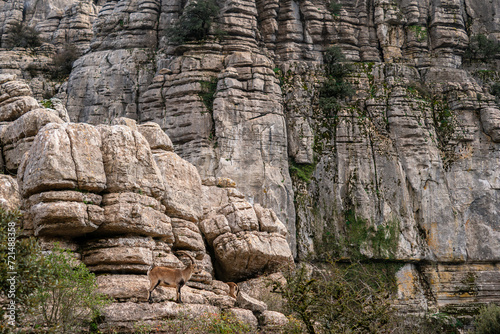 Iberian Ibex - Capra pyrenaica, beautiful popular mountain wild goat from Iberia mountains and hills, Andalusia, Spain.