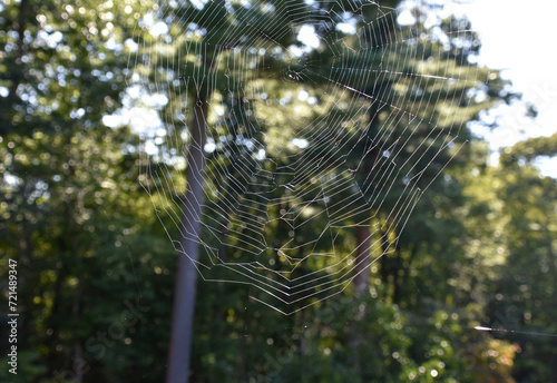 Lovely Spider Web Intricately Woven Outdoors