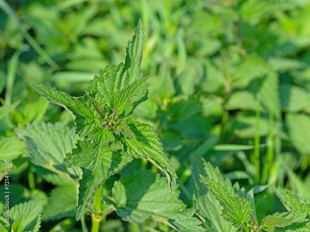 Große Brennnessel, Urtica dioica, im Frühjahr Große Brennnessel, Urtica dioica, im Frühjahr
