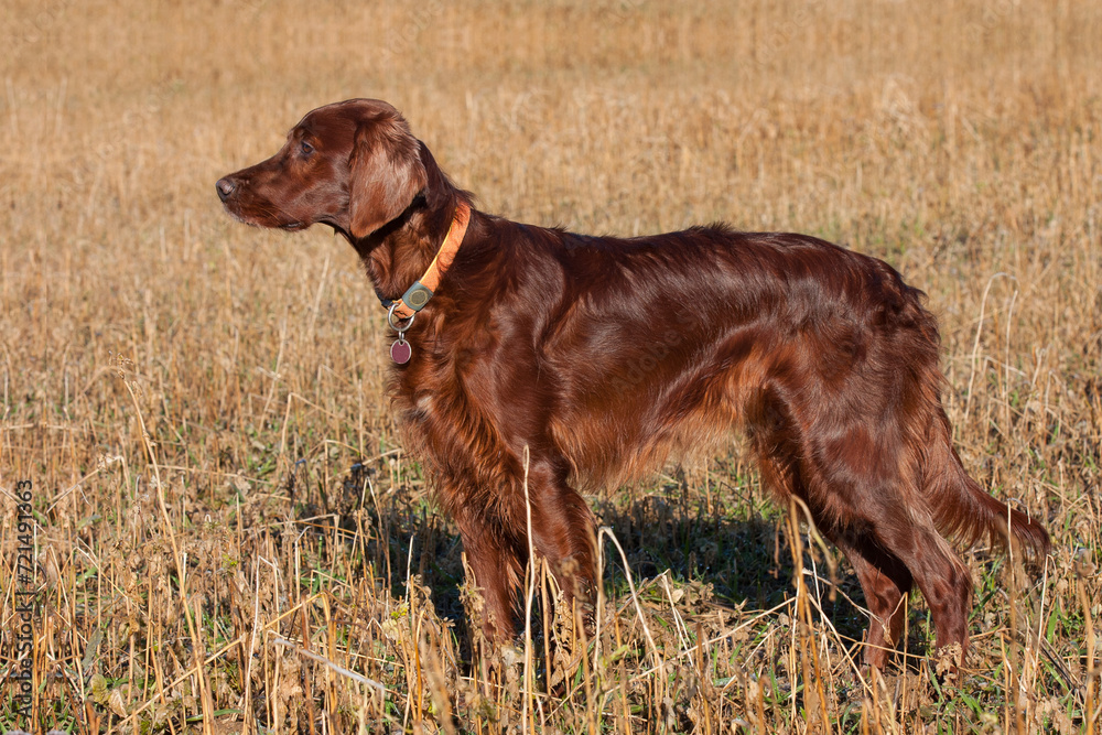 An Irish Setter, majestic in a mown cornfield in January, carefully watches the hunting area. A calm image in which nature meets the elegance of the setter.