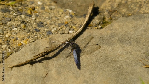 A Dragonfly's Elegance
