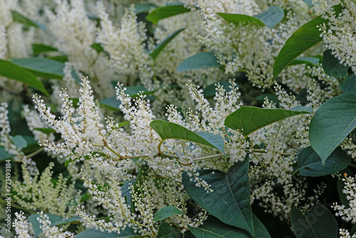 Blühender Japanischer Staudenknöterich, Fallopia japonica photo