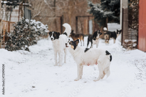 Fototapeta Naklejka Na Ścianę i Meble -  A pack of hungry homeless rural dogs stand in the snow in winter, waiting for food from people. Animal photography.