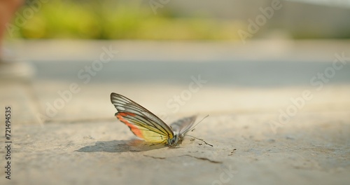 A delicate dead butterfly with translucent wings on a concrete and The Red Ants is a swarming the butterfly becomes food for the ants  busy movement insects running moving fast teamwork society