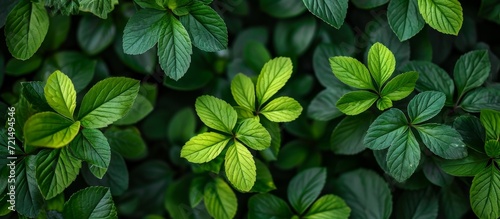 Vibrant Natural Green Leaf Plants - A Captivating Display of Nature s Abundance in a Lush  Green World Filled with Natural  Green  and Leafy Plants