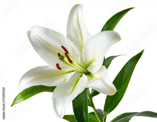 Weiße Lilie isoliert auf weißen Hintergrund, Freisteller