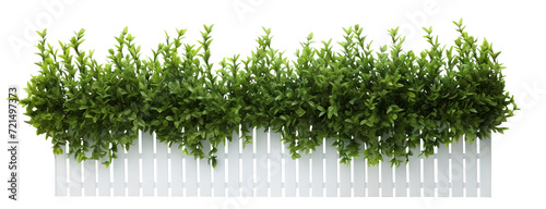 Lush green bushes over white picket fence, cut out