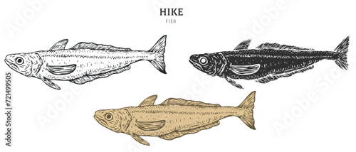 Hand drawn hake fish isolated on white background. Set cartoon element in outline, monochrome and color version. Vector illustration in retro vintage engraving style.