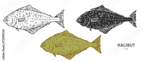 Hand drawn halibut fish isolated on white background. Set cartoon element in outline, monochrome and color version. Vector illustration in retro vintage engraving style.