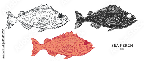 Hand drawn sea perch fish isolated on white background. Set cartoon element in outline, monochrome and color version. Vector illustration in retro vintage engraving style.