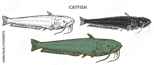 Hand drawn catfish isolated on white background. Set cartoon element in outline, monochrome and color version. Vector illustration in retro vintage engraving style.