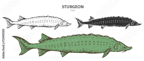 Hand drawn sturgeon fish isolated on white background. Set cartoon element in outline, monochrome and color version. Vector illustration in retro vintage engraving style. © vvvisual
