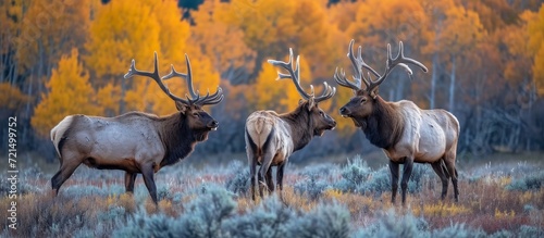 Bull Elk in a Majestic Fall Rut: Dominant Bull, Submissive Cow, and Elusive Elk Stand Out in the Vibrant Fall Rut