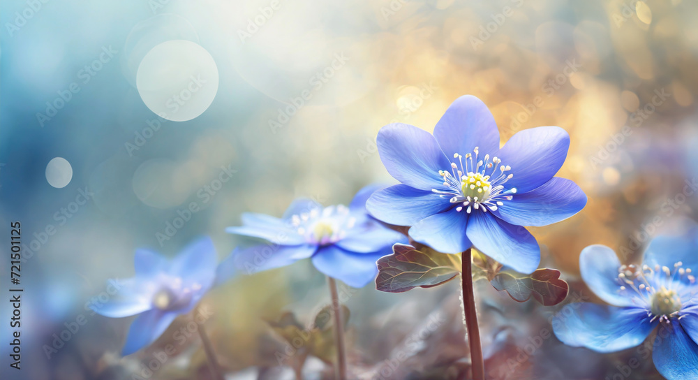 Przylaszczki - Hepatica, piękne niebieskie wiosenne kwiaty - obrazy, fototapety, plakaty 