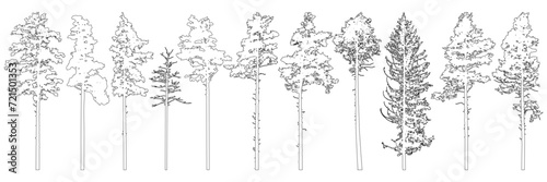 Contour of tall coniferous trees, set of beautiful pine trees. Vector illustration.