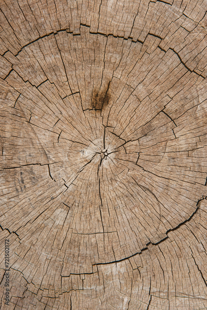 Fototapeta premium Close-up view of a sectioned tree trunk seen from above. Concept of textures, backgrounds and nature