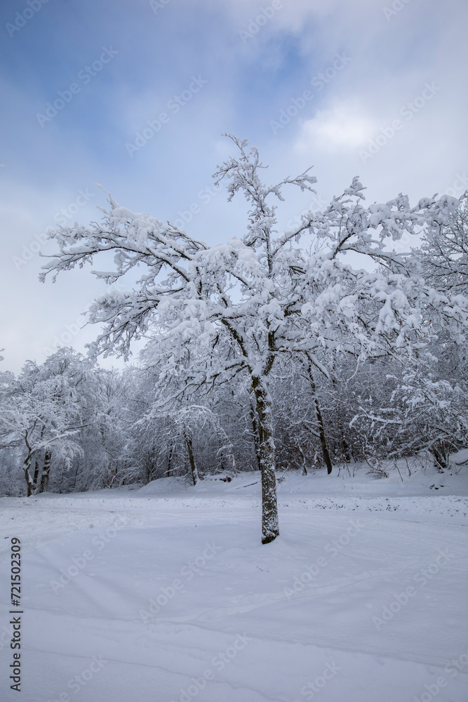 Verschneite Bäume im Sauerland im Winter Verschneite Bäume im Sauerland im Winter