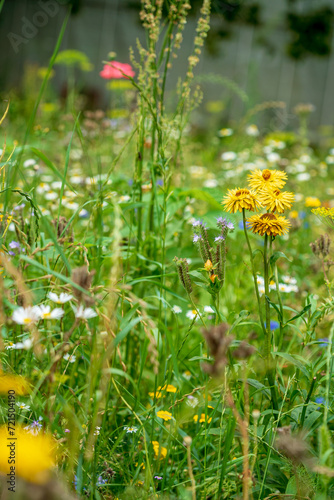 summer meadow wth different flowers