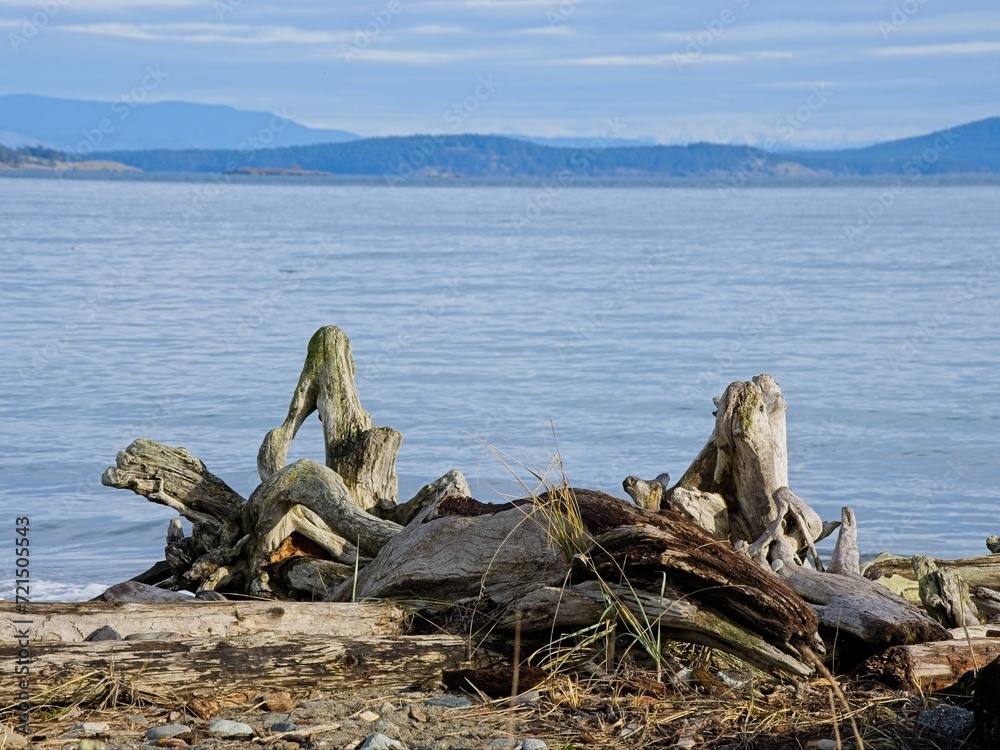 Driftwood at Island View Beach on a serene winter day, Vancouver Island, BC Canada