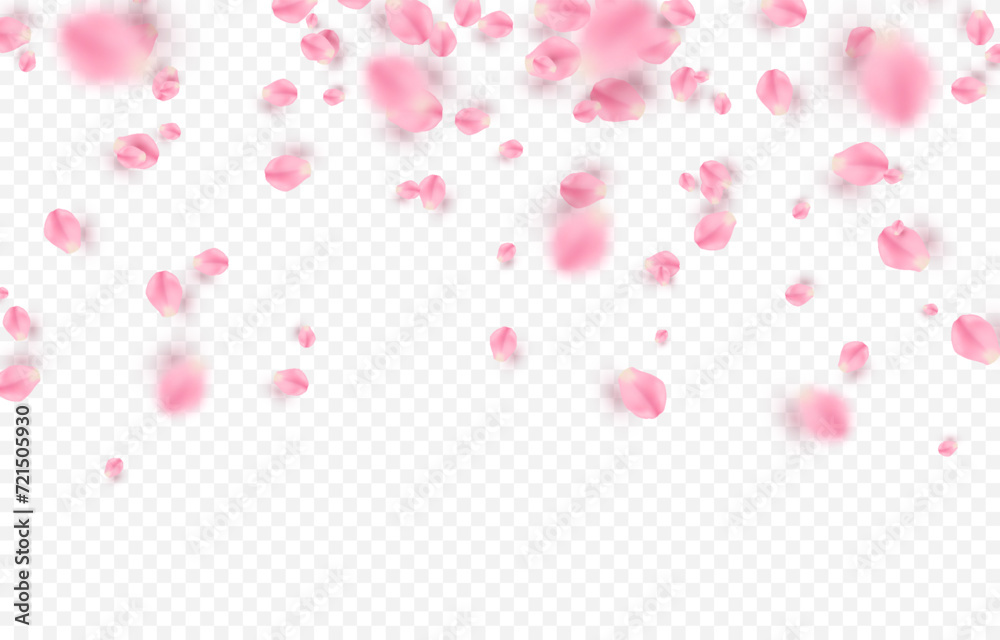 Vector rose petals png. Flying sakura or rose petals. Petals png.