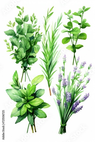 A collection of different types of herbs showcased on a clean white background. Ideal for culinary, herbal medicine, or natural ingredient-themed projects