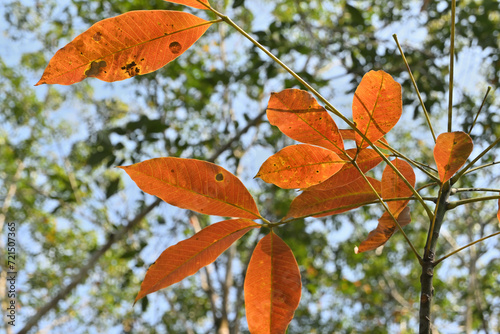 The rubber leaves on a twig have turned orange and are ready to fall in the upcoming dry season photo