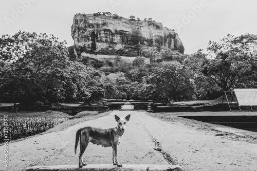 Dog at the Sigiriya ancient rock fortress located in Matale District,  Dambulla in the Central Province, Sri Lanka. photo