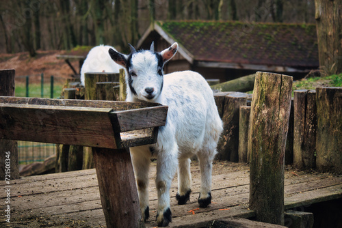 Kleine Ziege - Ziegenkind - Zicklein - Ziegenbaby - Ziegenlamm - Lamm - Kitz - Capra Aegagrus Hircus - Goat - Cute - Funny - Portrait - Meadow - High qualityt photo