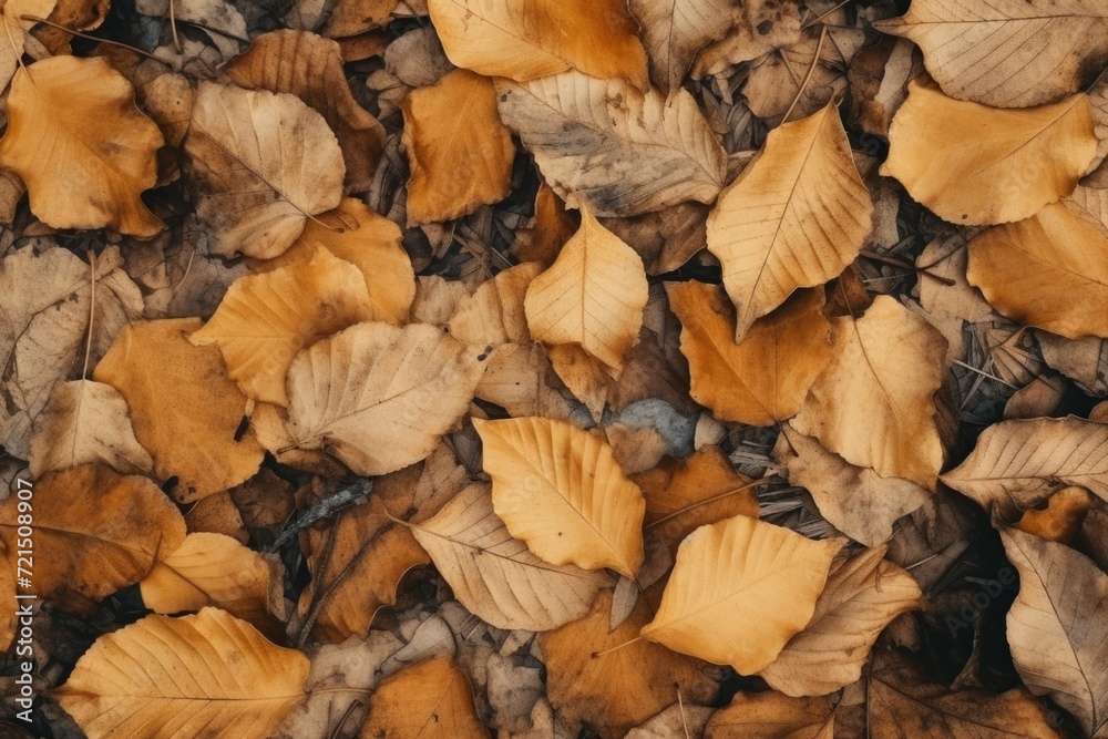 A pile of leaves scattered on the ground. Suitable for autumn or nature-themed designs A pile of leaves scattered on the ground. Suitable for autumn or nature-themed designs