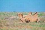 A two-humped camel lies in the steppe
