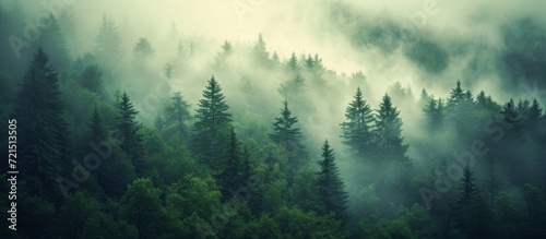 Enchanting Forests shrouded in Mystical Mist - A Captivating Symphony of Trees, Mist, and Tranquility © AkuAku