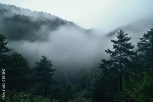 A view of a foggy forest from a distance. Ideal for nature and landscape themes © Fotograf