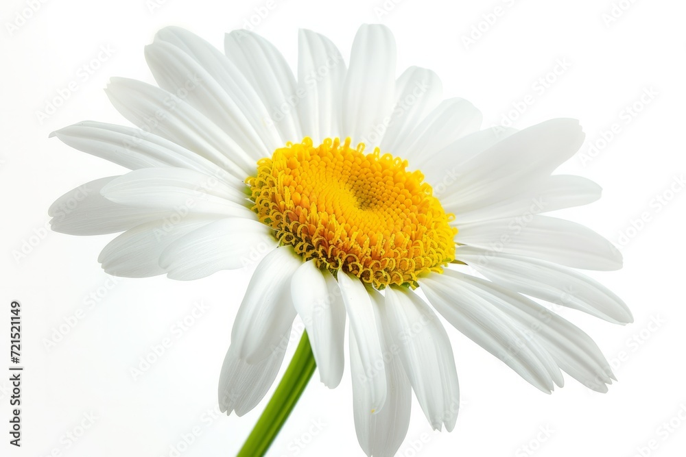 Fototapeta premium Daisy flower, isolated, white background