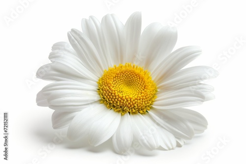 Daisy flower  isolated  white background
