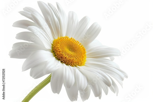 Daisy flower  isolated  white background