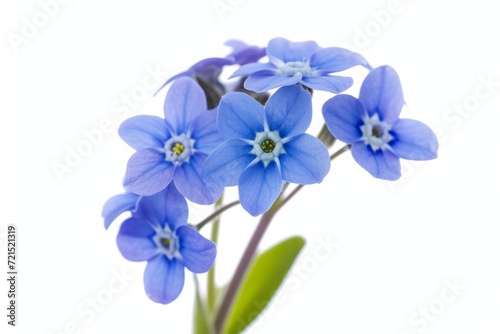 Forget-me-nots flower, isolated, white background