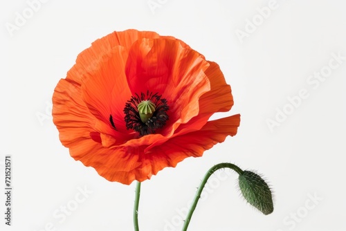 Poppy flower, isolated, white background