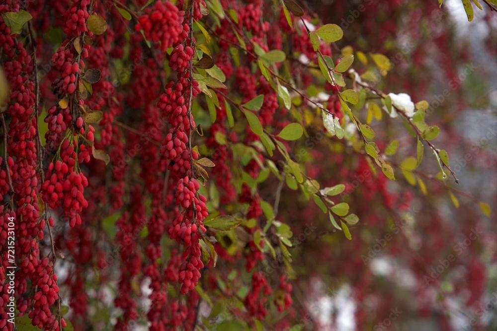 Barberry tree. Macro shot. Snow on the background. Barberry tree. Macro shot. Snow on the background.