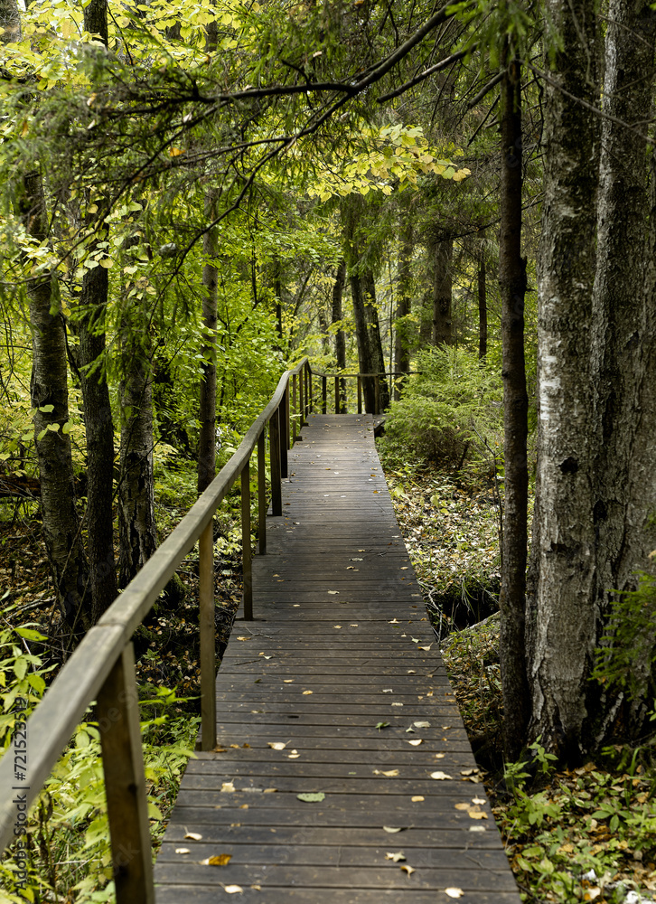 Wood path, trail in wild green forest, woods, spring nature landscape Wood path, trail in wild green forest, woods, spring nature landscape