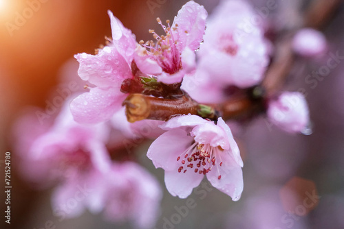 raindrops on peach blossom petals, close-up, blurred background.