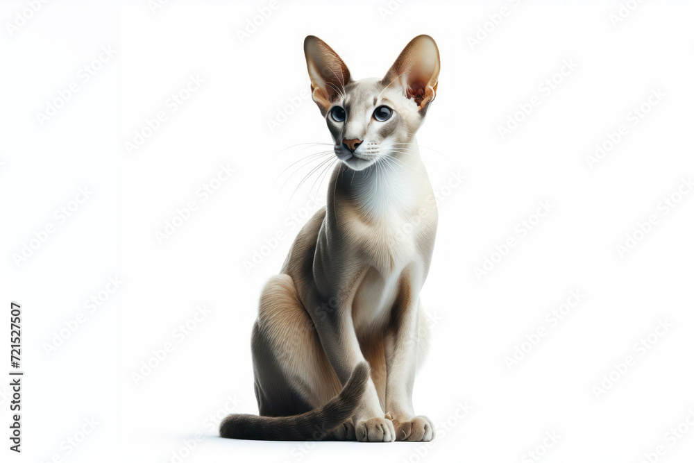 full body photo of a Oriental cat isolated on solid white background. ai generative