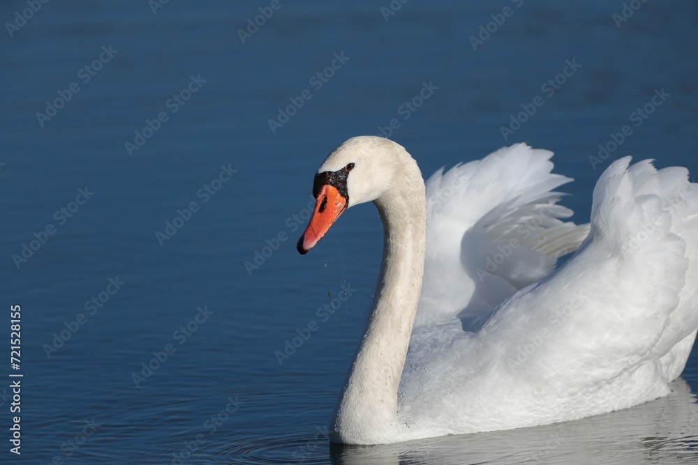 close up of a graceful white swan in a lake close up of a graceful white swan in a lake