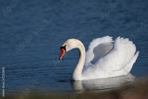 Fototapeta Naklejka Na Ścianę i Meble -  close up of a graceful white swan in a lake