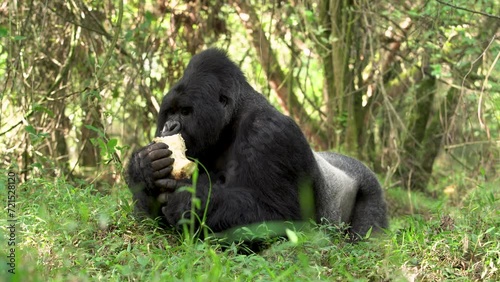 Rare mountain gorillas in the Mgahinga national park. Huge silverback in the rainforest. Gorillas in Uganda. 