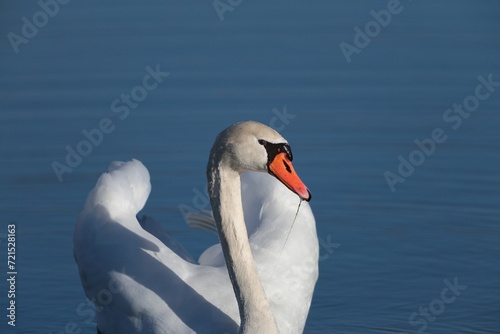 close up of a graceful white swan in a lake