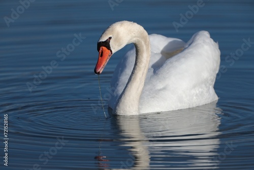 close up of a graceful white swan in a lake